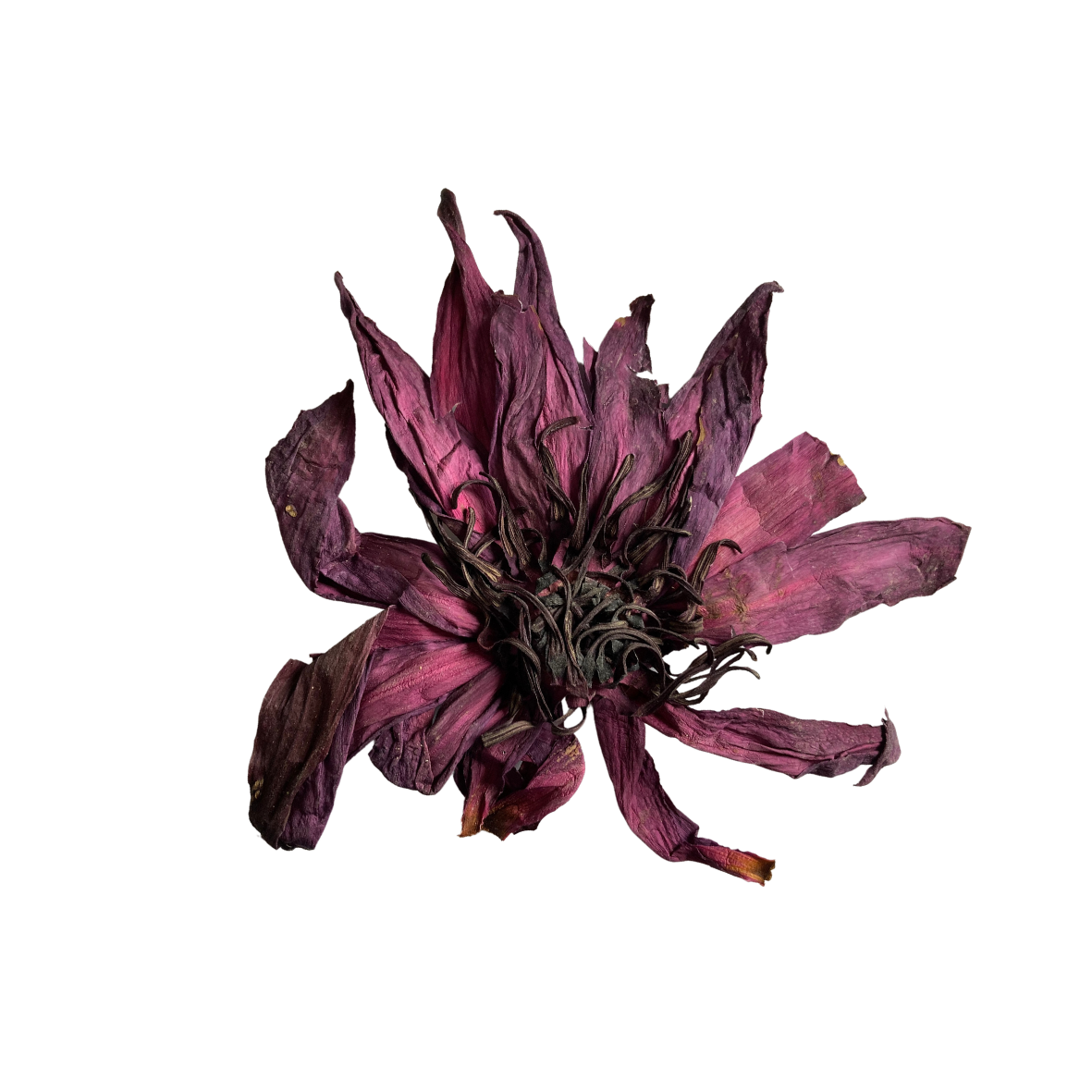 Roter Lotus Bio; ganze Blüten getrocknet (Nymphaea rubra) 25g / Einheit