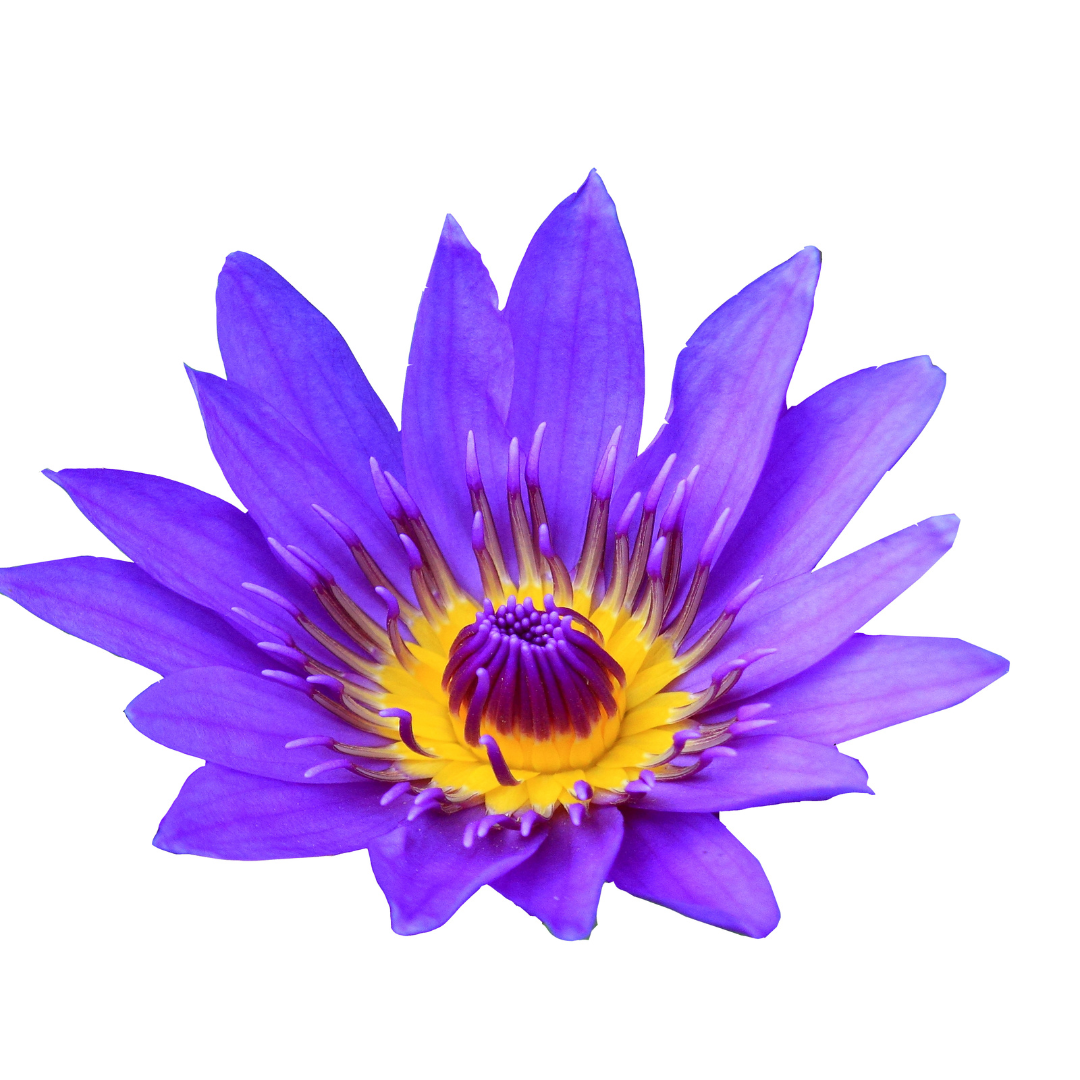 100% Bio Ägyptischer Blauer Lotus; ganze Blüten getrocknet (Nymphaea  caerulea) 25g / Einheit