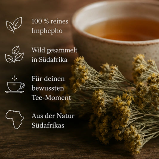 Imphepho Tee aus Südafrika – 5er / 10er Packung (Helichrysum odoratissimum) fertig befüllte ökologische Teebeutel mit wild gesammeltem Imphepho zum Aufbrühen